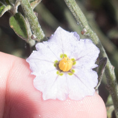Solanum umbelliferum
