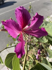 Angiospermae