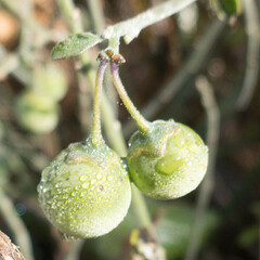 Solanum umbelliferum