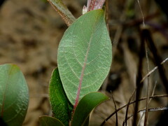 Salix cinerea