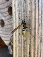 Mischocyttarus flavitarsis