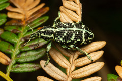 Chrysolopus spectabilis