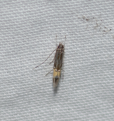 Cosmopterix