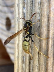 Mischocyttarus flavitarsis