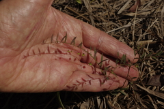 Phyllanthus virgatus