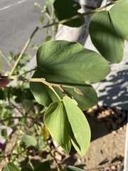 Angiospermae