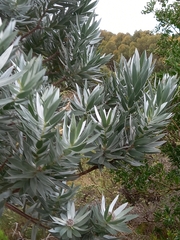 Leucadendron argenteum