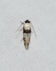 Delophanes anthracephala