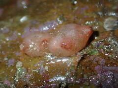 Pyuridae