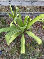 Crinum americanum