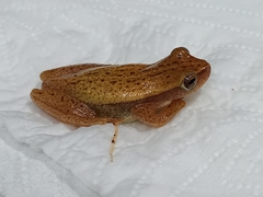 Dendropsophus nanus