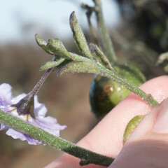 Solanum umbelliferum