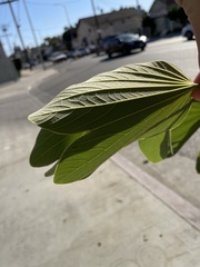 Angiospermae