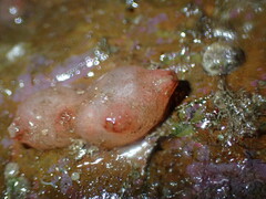 Pyuridae