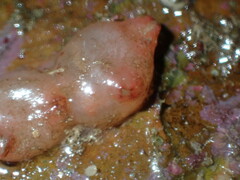Pyuridae