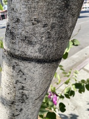 Angiospermae