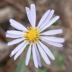 Symphyotrichum chilense