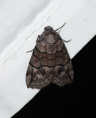 Dysbatus singularis
