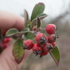 Cotoneaster pannosus