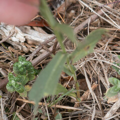 Symphyotrichum chilense
