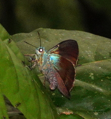 Chrysoplectrum bahiana