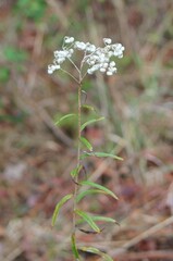 Anaphalis margaritacea