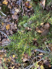 Juniperus communis depressa