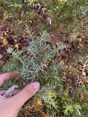 Juniperus communis depressa