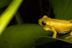 Dendropsophus carnifex