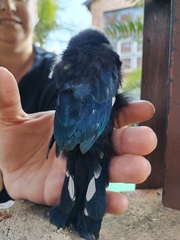 Phoeniculus purpureus