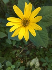 Heliopsis