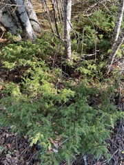 Juniperus communis depressa