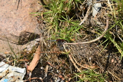 Erythrodiplax connata