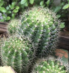 Echinopsis