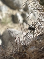 Latrodectus hesperus