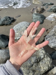 Rhodophyta