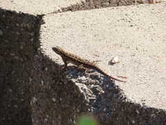 Sceloporus occidentalis