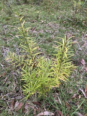 Persoonia mollis