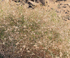 Stephanomeria pauciflora