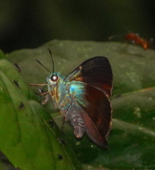 Chrysoplectrum bahiana