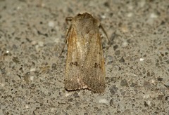 Agrotis trux