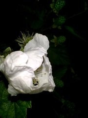 Rubus rosifolius