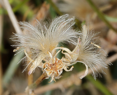 Stephanomeria pauciflora