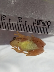 Dendropsophus nanus