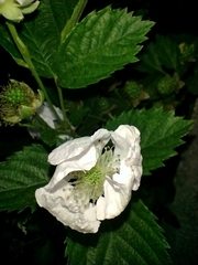 Rubus rosifolius