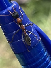 Myrmecia nigrocincta