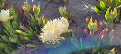 Carpobrotus edulis