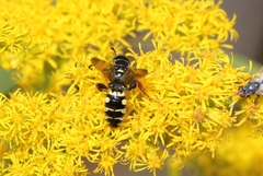 Myzinum carolinianum