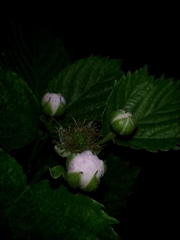 Rubus rosifolius