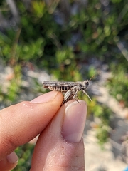 Acrotylus